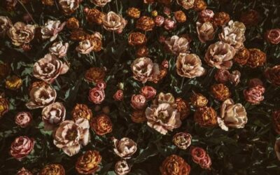 Understanding Polycystic Ovary Syndrome (PCOS): Key Insights for Fertility and Beyond